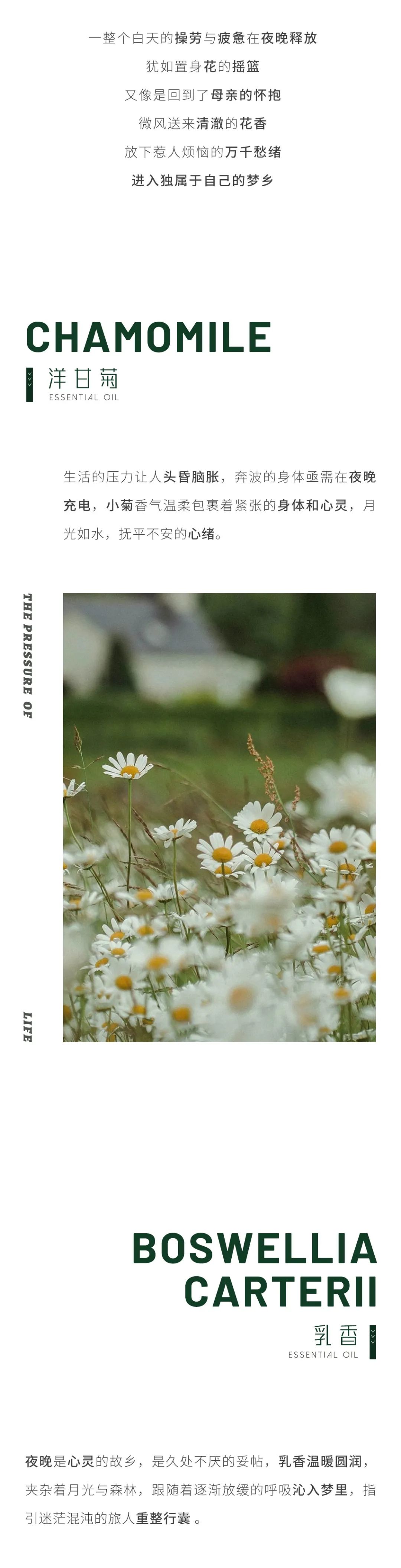 乐思馥 新品 | 睡在花里：助眠精油，植物的疗愈力量!